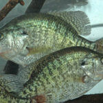 Why Tony Adams Doesn’t Use a Bobber Stopper to Catch Crappie