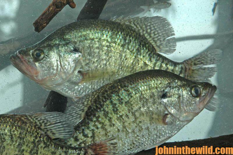 Why Tony Adams Doesn't Use a Bobber Stopper to Catch Crappie - John In The  WildJohn In The Wild