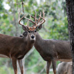 Solve Warm Weather Hunting Problems to Take More Deer