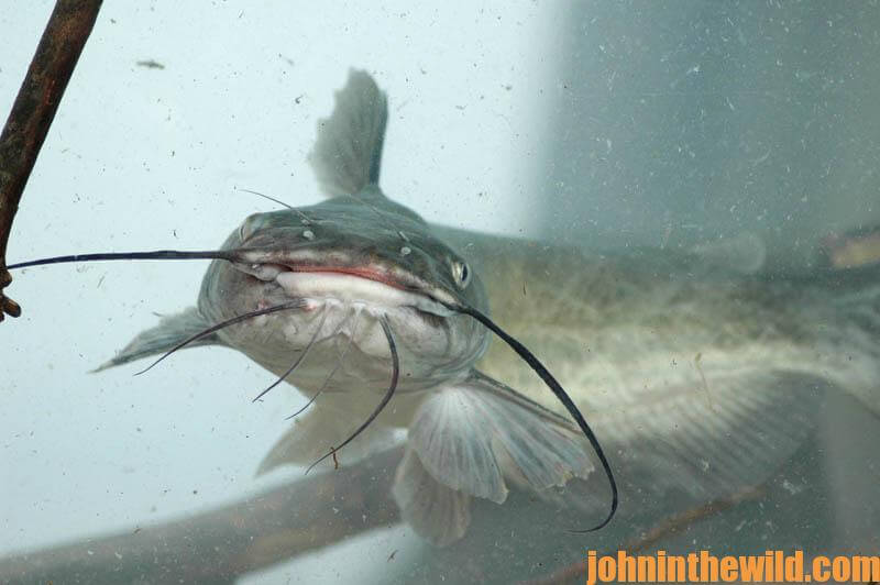 How to Double Your Pleasure and Your Fun Jug Fishing for Catfish