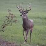 Learn about Hunting Pressure and Pinpoint Unhunted Places to Take Deer with Bob Walker
