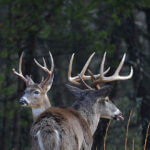 Make Friends of Landowners to Have More Places to Hunt Deer with Bob Walker