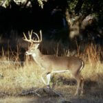 Find Meandering, Terrain and Mating Trails That Deer Use