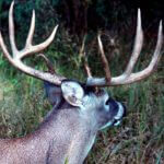 What Methods Help Take Rutting Buck Deer with Dr. Karl Miller