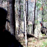 How to Have an Almost-Perfect Shot on Turkeys