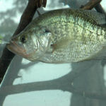 What Five More Mistakes Do Wintertime Crappie Fishermen Make with Whitey Outlaw