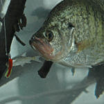 How to Catch Cold Water Crappie in January with Ohio’s Bob Jones