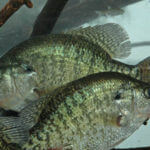 How to Catch Cold Weather Crappie on the Worst Crappie Lake in America at the Worst Time of the Year