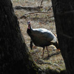 How Canting Your Shot Can Make You Miss a Turkey