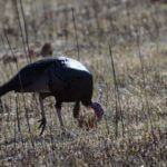 Turkey Decoys When and Why to Use Them