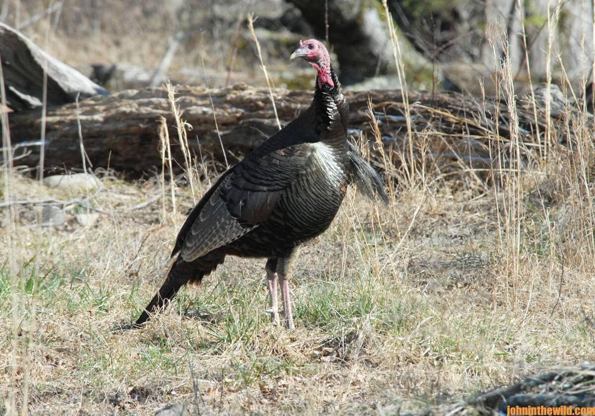 Bowhunting Turkeys John In The Wildjohn In The Wild John E