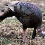 You Can Take Field Turkeys with Alex Rutledge