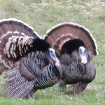 Why and How to Hunt Merriam’s Turkeys – Pattern Them