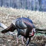 How to Acquire Prime Turkey Hunting Land