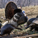 You Can Hunt Henned-Up Gobblers with Alex Rutledge