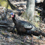 How Important Is Passing On the Turkey Hunting Heritage to Family and Friends