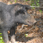 Using Strategies That Take Wild Pigs and Why