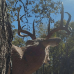 Kevin Cottrell Hunts a 192 3/8 Kentucky Buck Deer