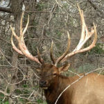 Be Willing to Learn on Your First Time Elk Hunt with Matt Drury