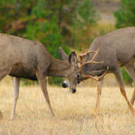 Why Utah’s Karl Badger Hunts Mule Deer Bucks Close to Home