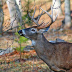 Seeing 13 Bucks in 1-1/2 Hours Can Convince a Deer Hunter to Hunt Illinois