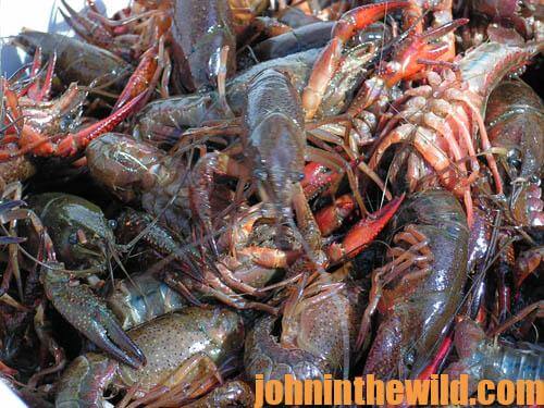 Family Fishing Series Part 2 - Catching live Yabbies for bait!