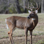 Learn Unusual Facts about White-tailed Deer to Take More