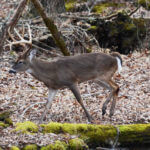 Know More Facts about White-tailed Deer to Help You Hunt Them Better