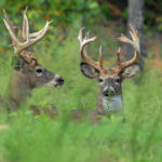 Understand More about White-Tailed Deer