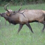 Using Excessive Cow Calling to Trigger Bull Elk to Bugle