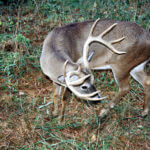 Study Deer Characteristics to Take More Whitetails