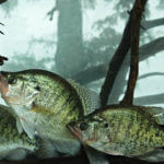 Learning More about Summertime Crappie