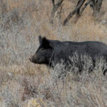 Why Use Bowhunting Hogs to Test Equipment