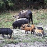 What Tips You Need to Know to Successfully Bowhunt Feral Hogs
