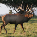 Getting In Shape for Elk Season Now – Physically and Tuning Calls
