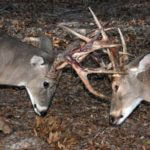 Inform Yourself about White-Tailed Deer Traits to Take More Deer