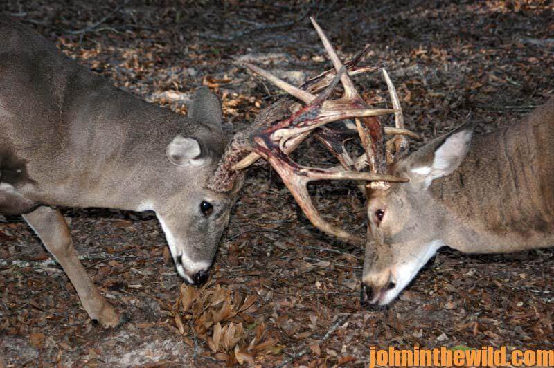 Inform Yourself about White-Tailed Deer Traits to Take More Deer - John In  The WildJohn In The Wild