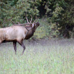 Learning about the X Zone for Hunting Elk