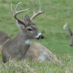 What Further Research Explained about the Effects of Hunting Pressure on Green Field Deer