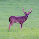 What Research Showed about the Effects of Hunting Pressure on Green Field Deer