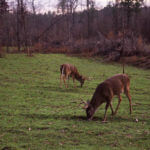 Why Predator Hunt Deer Rather Than Hunt Green Fields