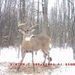 Use Feeders and Trail Cameras to Learn about a Property’s Deer and Turkeys