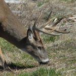 Why Plant Hidey Holes to Possibly Take Green Field Bucks