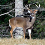 How to Pinpoint Big Buck Deer in Faraway States Where No One Looks for Them