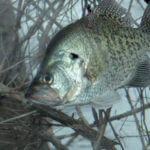 Know When to Fish Rivers or Lakes for Crappie