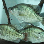 Understand When and Where to Fish Jigs or Minnows for Fall and Winter Crappie