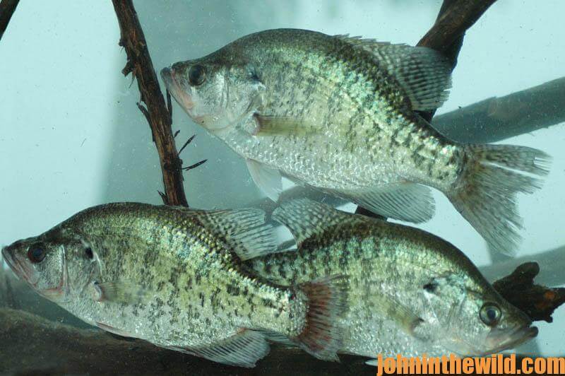 Understand When and Where to Fish Jigs or Minnows for Fall and Winter  Crappie - John In The WildJohn In The Wild