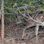 How to Take Deer on Hidden Trails with Attractants
