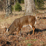How to Use Attractants on Food Trails to Take Deer