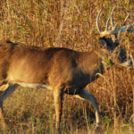 How to Stay Concealed with Attractants on Deer Trails